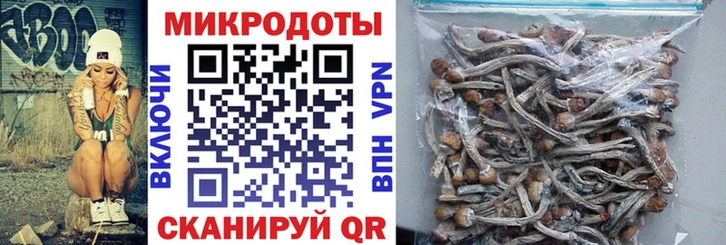 Купить  Малоярославец  Псилоцибиновые грибы Cubensis 